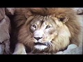 Let S Go To The Zoo Lion Scene