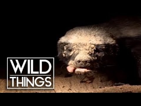 Badger Quest [Honey Badger Documentary] | Wild Things