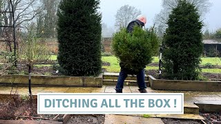 Revamping the Garden: Replacing Box & Relocating Perennials // Cottoverdi
