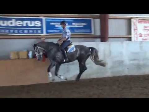 Coupe D´Or-Levisto colt * 2012 for sale