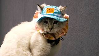 HK Cat Expo 2024 (HKCEC) 🇭🇰