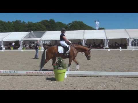 Holtkämper Dressurtage   Vorstellung Auktionspferde Borgmann