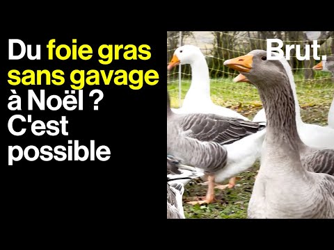 , title : 'Marcel fait du foie gras sans gavage pour montrer que c'est possible'