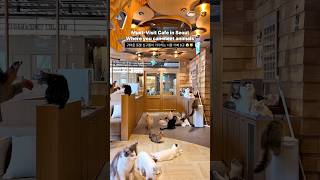 동물 친구들이 기다리는 서울 카페 6곳 🐈
