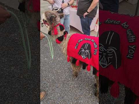 May The 4th Alpaca #starwars