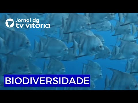 Guarapari capital nacional da biodiversidade marinha