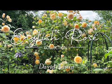 3 David Austin Roses You Must Grow in your Garden •  Beautiful English roses •  French Garden Roses
