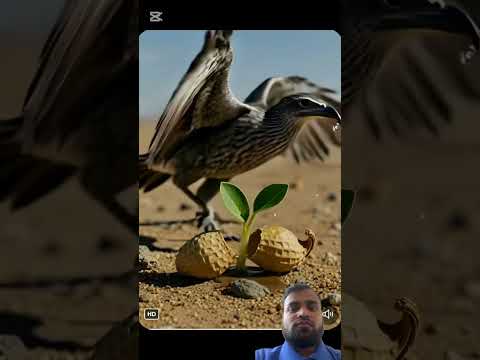 #animals #automobile