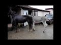 Wow Amazing Cross Mating Is Between Horses And Donkey