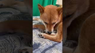 身だしなみ整える豆柴 #shibainu #柴犬 #犬のいる暮らし #cute #整える