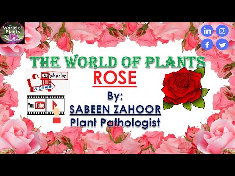 Rose || A Rose Plant || Poetry || Sabeen Zahoor || Plant Pathologist #poetry #shorts