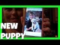 SPOOKY HALLOWEEN SHOPPING NEW PUPPY REVEAL FLAG FOOTBALL TD AIDAN