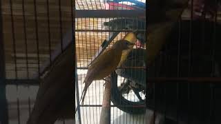 Download lagu cucak jenggot sumatra gacor birahi #short #cucakjenggot mp3