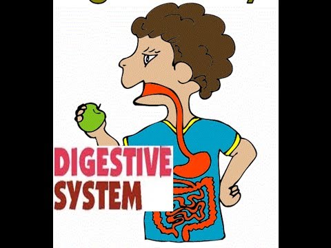 Digestive system function Digestive System Organs