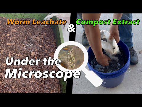 Worm Leachate & Compost Extraction Under the Microscope / How to check biology (Part 2)