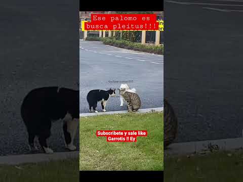 That pigeon must be related to the gut-sucking pigeon himself!!! Hey!