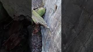 exploring old ruins in the woods.