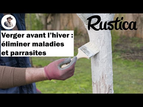 comment soigner agrumes