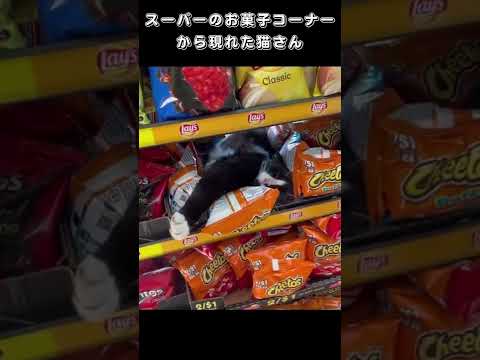 スーパーのお菓子コーナーから現れた猫さん
