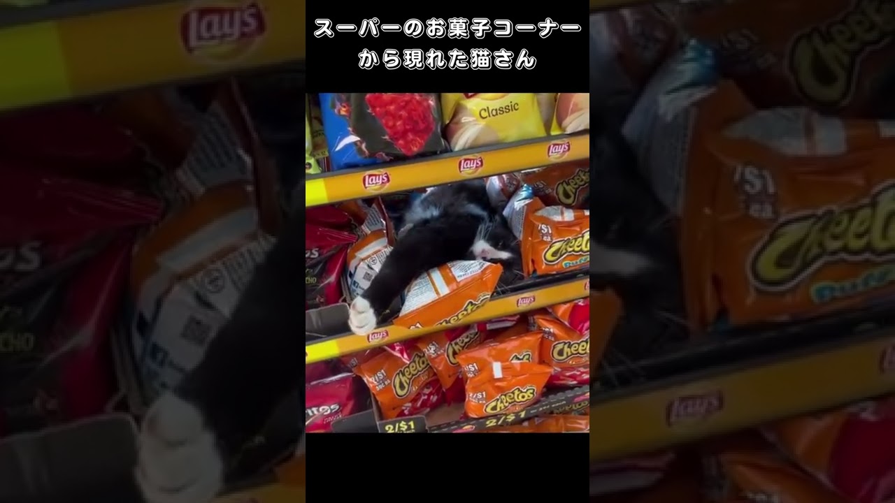 スーパーのお菓子コーナーから現れた猫さん