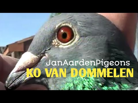 Ko Van Dommelen - EXTREME LONG DISTANCE -JanAardenPigeons