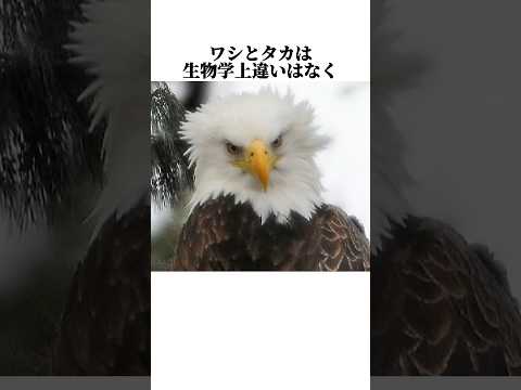 ワシはどのようにして滑空の専門家になるのか