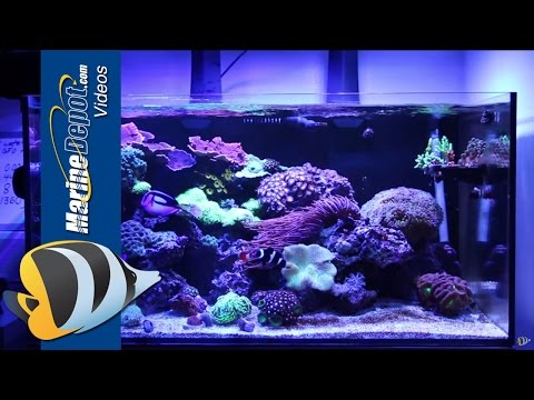 Marine Depot Featured Tank: CAD Lights Artisan 70 Gallon Reef Tank