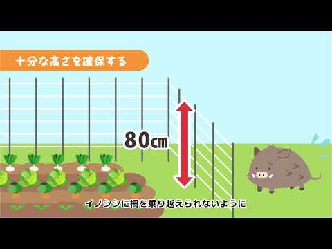 庭にイノシシを近づけないようにする方法は？彼らを傷つけることなく、彼らを撃退し、怖がらせるために機能する6つの解決策  庭園
