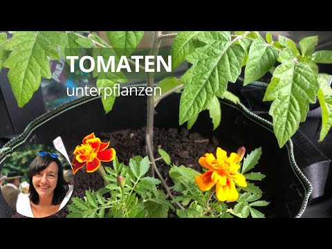 Tomaten im Topf unterpflanzen - 7 geeignete Partner für die Mischkultur mit Tomaten