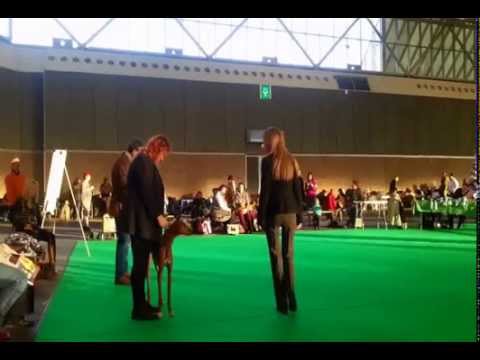 AZAWAKH Amsterdam Winner Show 14.12.2014