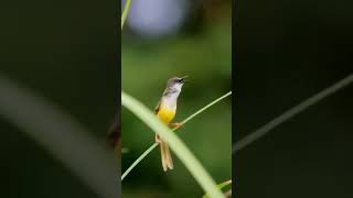 Download lagu Prenjak Alang Alang Gacor alam mp3