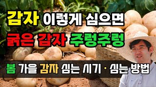봄 감자 심는시기 가을 감자 심는방법 저장법 텃밭 작물 재배법 및 보관법