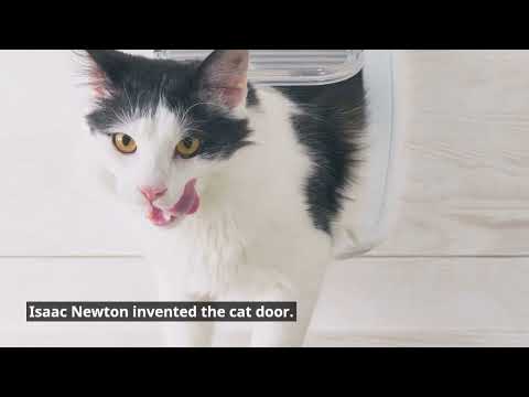 Interesting facts about cats