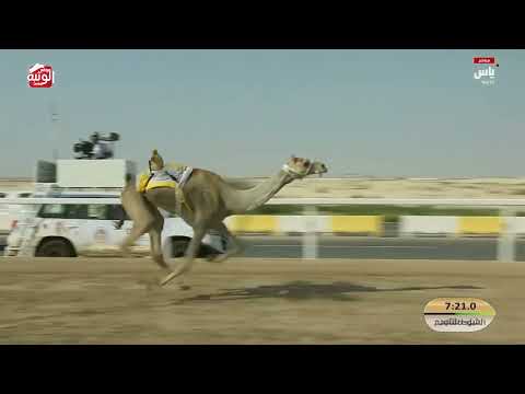 ش 9 (وضوح) لـ حمد علي عبيد بالرشيد الكتبي 12:27:96 ، مهرجان ختامي الشحانية 2026/04/27 حول