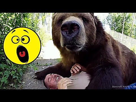САМОЕ СТРАШНОЕ НАПАДЕНИЕ МЕДВЕДЯ НА малыша 2019