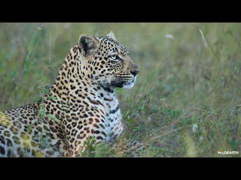 SafariLIVE Sunset - 20 February 2026