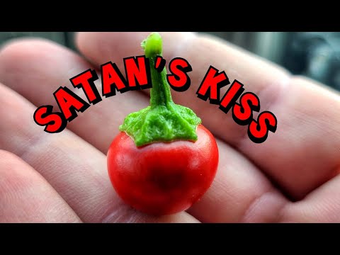 Satan's Kiss Pepper