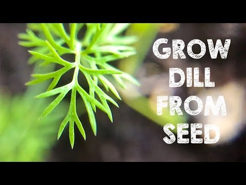 download lagu mp3 mp4 Dill Weed Seeds, download lagu Dill Weed Seeds gratis, unduh video klip Dill Weed Seeds