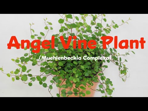 YouTube video about: Where to buy angel vine plant?