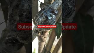 Air Layering Oleander plant.. #shorts #youtubeshorts  #oleander