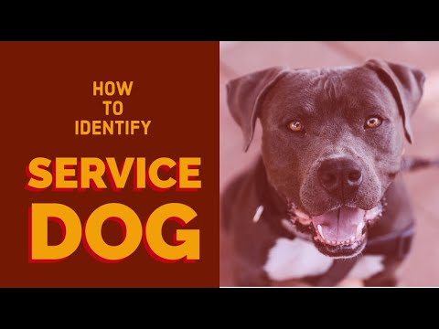 , title : 'how to identify a service dog - get service dog - service dog in training
