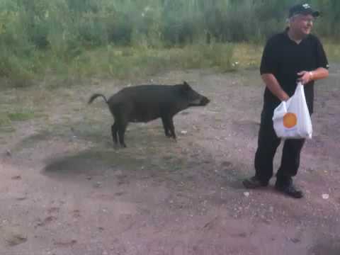 Vildsvin vid älgberget