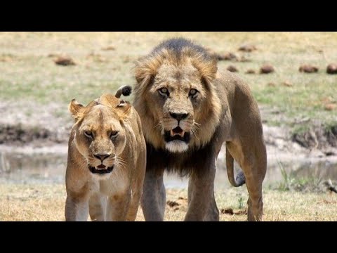 Leones Tierra de Grandes Felinos 1 Comienza la Invasión | Documental 