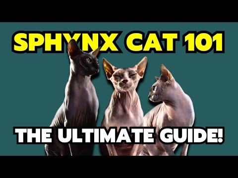 Sphynx cat 101 - Everything you need to know!