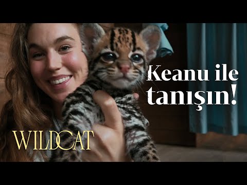 O vahşi bir yaban kedisi olacak! | Wildcat | Prime Video Türkiye