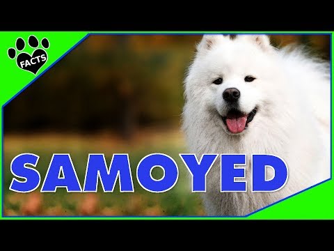 Top 5 Facts About the Samoyed Dogs w/ Yeti's Place Dogs 101