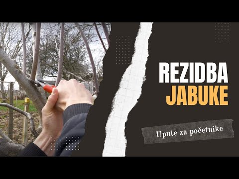 Rezidba Jabuke | Sve Što Trebate Znati