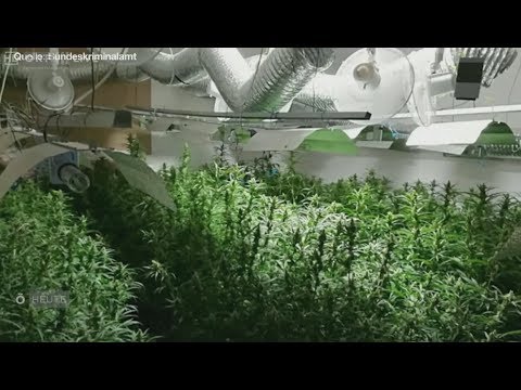 Cannabis- Ernte im großen Stil