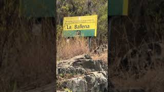 preview picture of video 'Río la ballena  ( valle del tetero )'