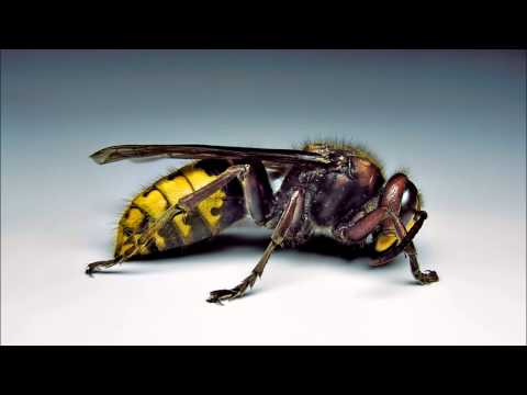 Hornet   George Ellinas